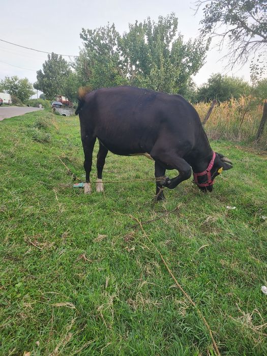 Junica de vanzare gestantă