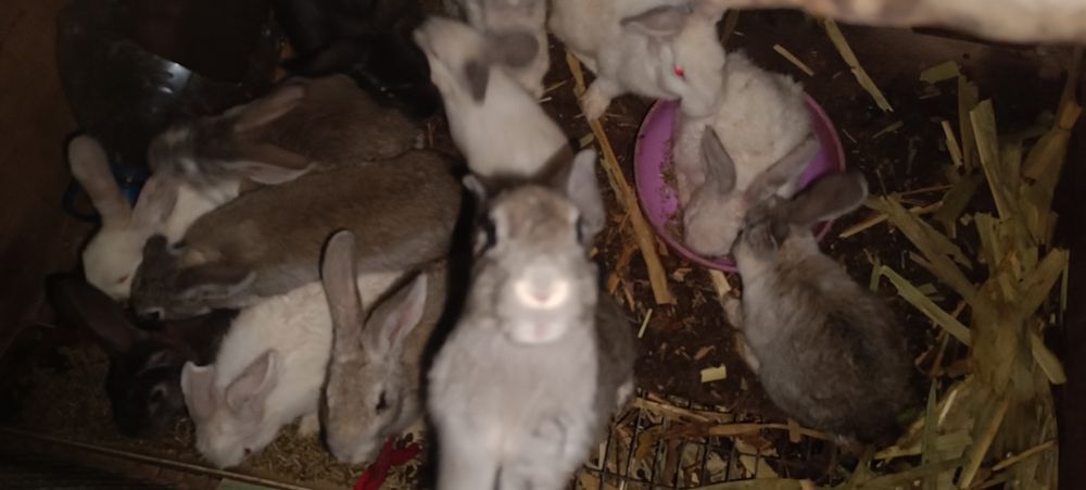 Обычные кролики дети