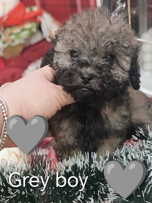 Мини   пуделчета момченца