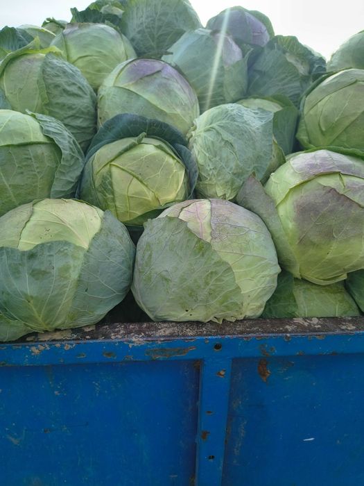 Varză de murat proaspătă