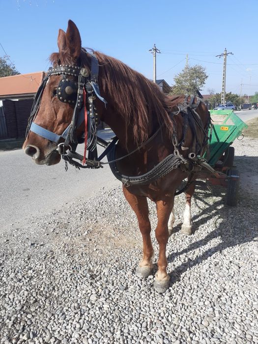 De vanzare  Iapa 4 ani și 6 luni  și mânz 1 an și 5 luni