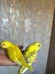 Popugaychiki judayam shirin yoqimtoy Valnisti попугай волнистый