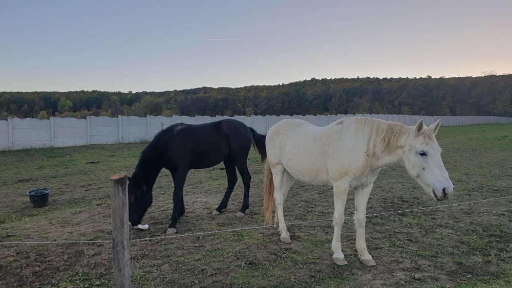 Vând iapă albă...