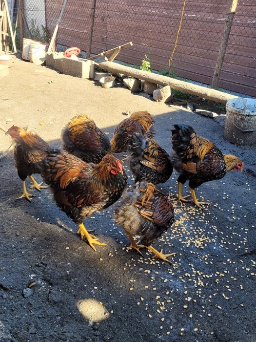 Vând cocoși wiandotte Gsg