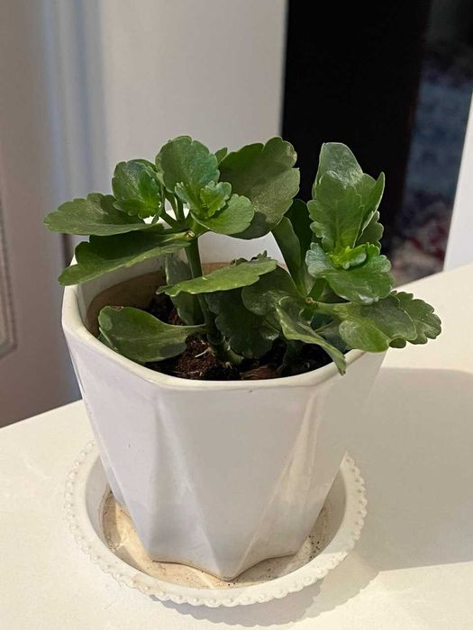 Каланхоэ комнатный цветок