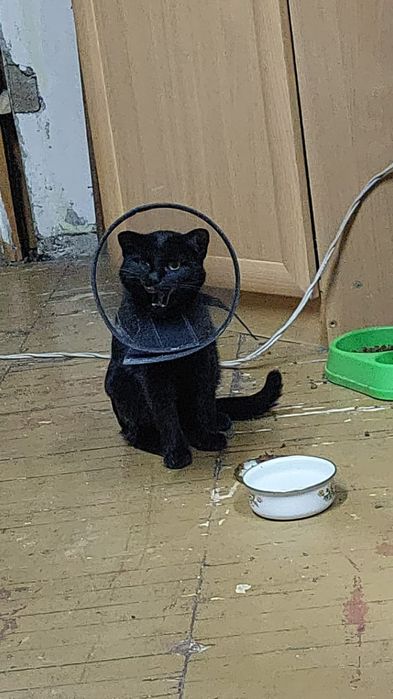 Кот ищет семью и дом