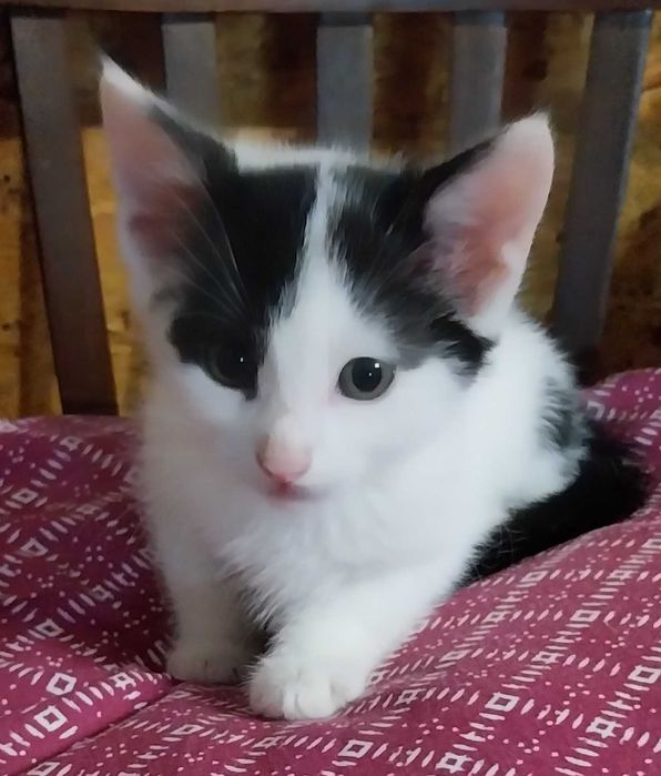 Подарявам котета