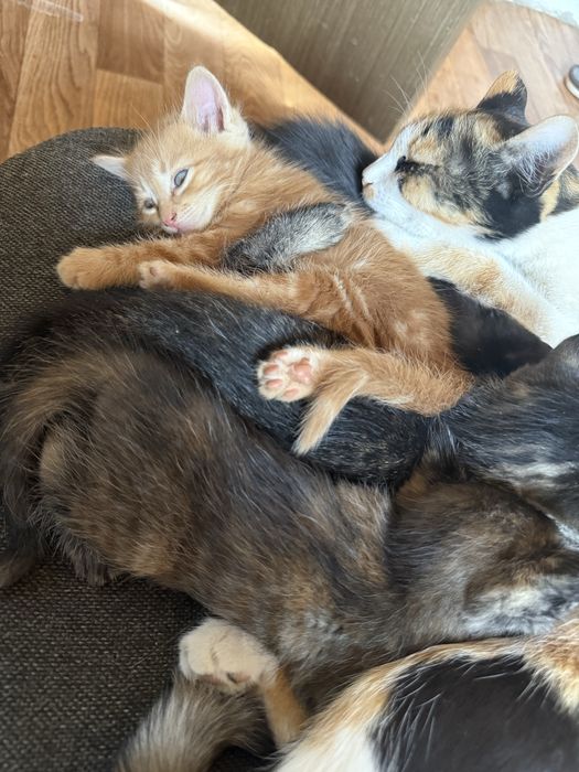 Отдадим котят в хорошие руки бесплатно