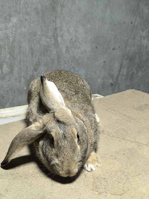 Quyon sotiladi zoti velikan