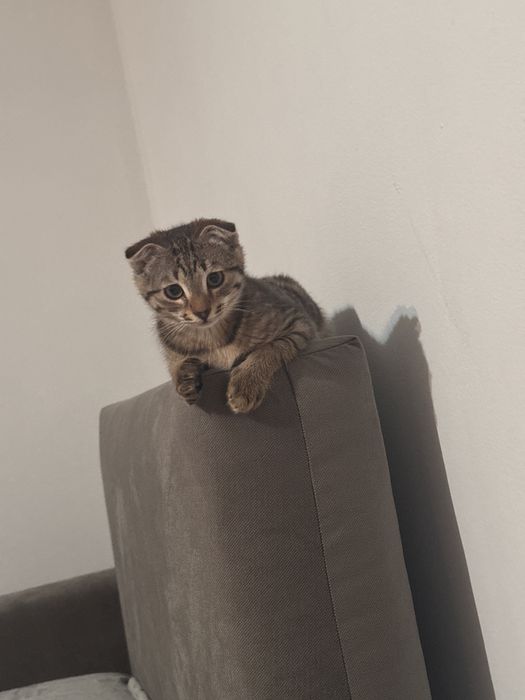 Отдам котенка в добрые руки