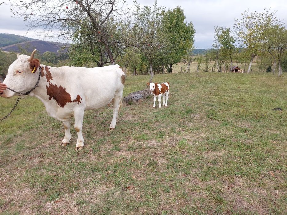 Vând vaca a 3-a fătare Baltata Românească