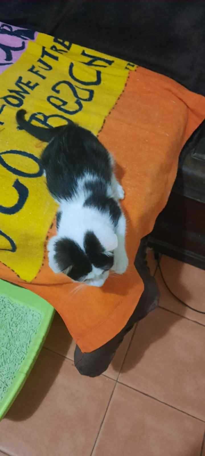 Мъжко коте си търси дом