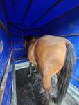 Transport animale