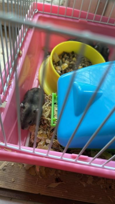 Джунгарики маленькие хомяки