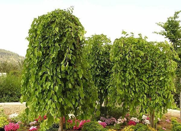 Тутовник чинар платан