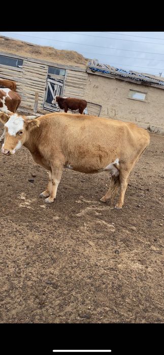 Сиыр соғымға қызылқоға