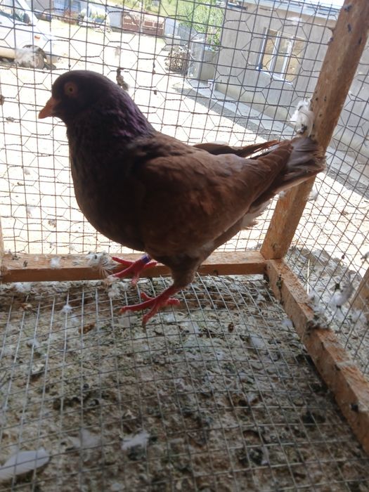 Vând porumbei Kingi