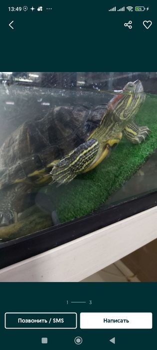 Красноухая черепаха в хорошие руки! С Аквариумом!