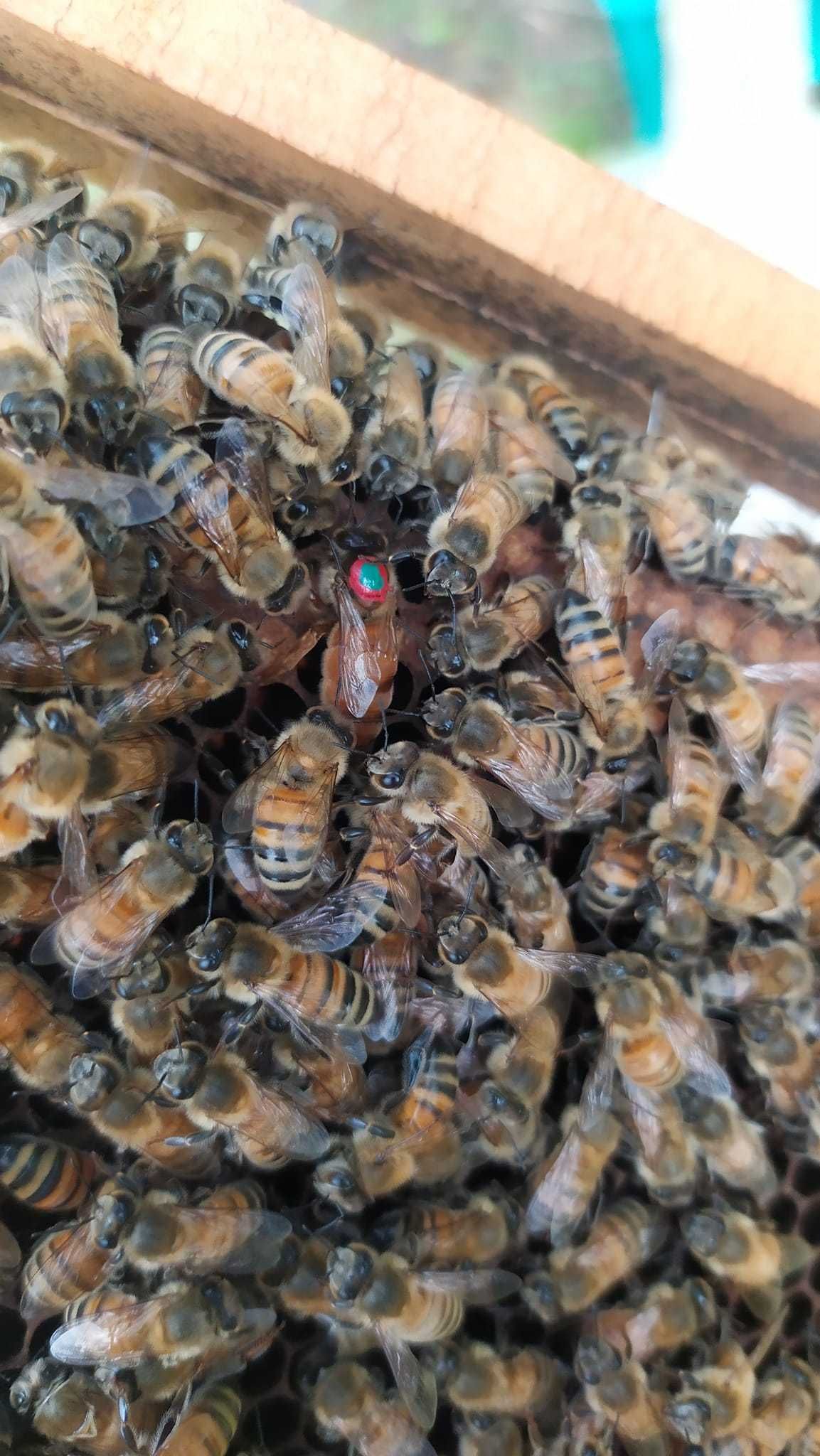 Mătci albine Buckfast F1 împerecheate - 2024