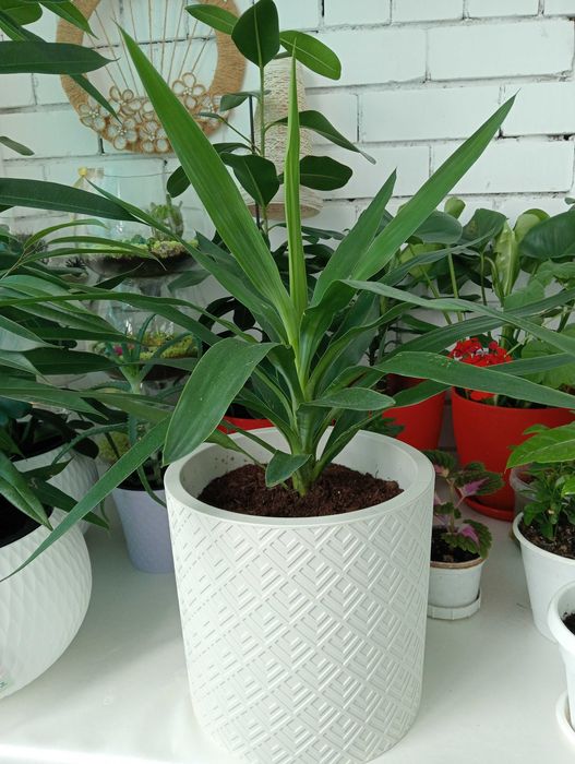 Красивые и Уютные Цветы в Ваш Дом