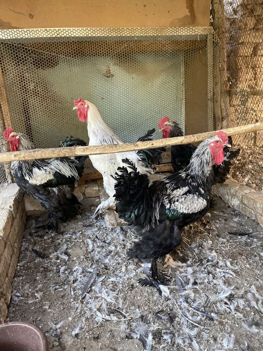 Брама хурозлар (Туркия линия)