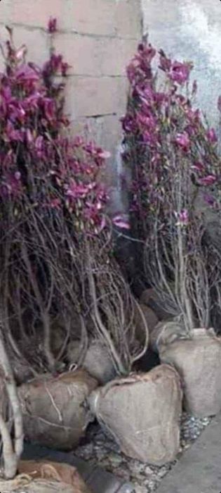 Vând plante ornamentale oriunde în țară execut grătare cascade