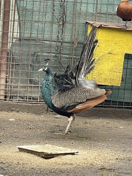 Papagali Micul Alexander Paun 2 ani