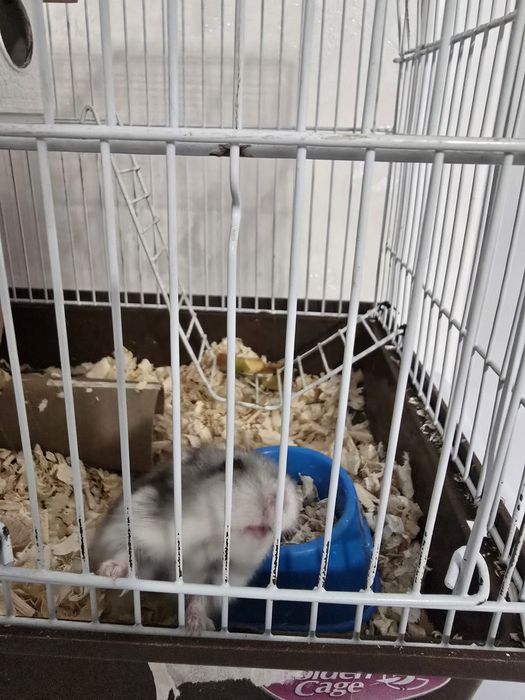 Сирийский хомяк с клеткой