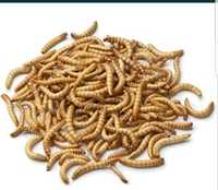 Mealworms (viermi de faina)