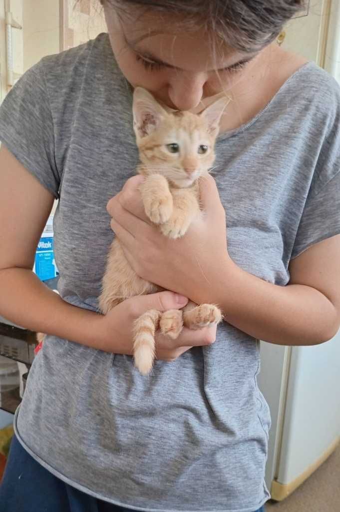 Отдаем котят в хорошие руки