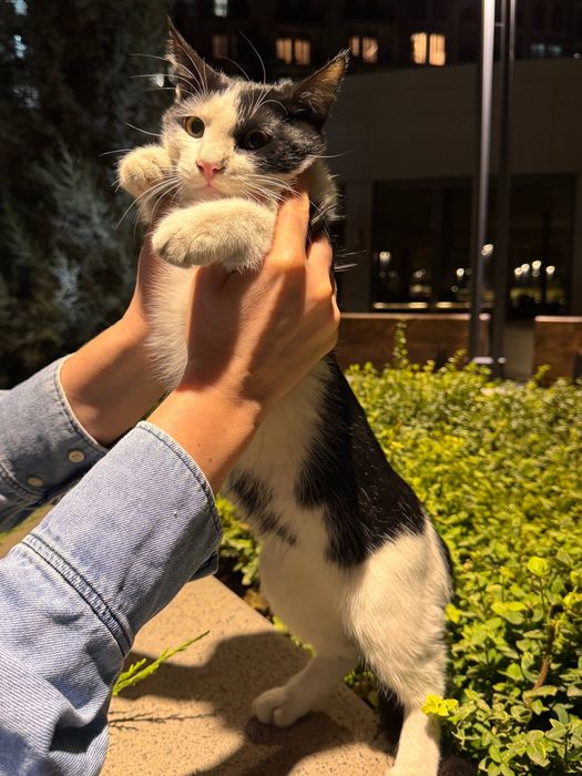 Очаровательная Бусинка в поисках дома! Ташкент!