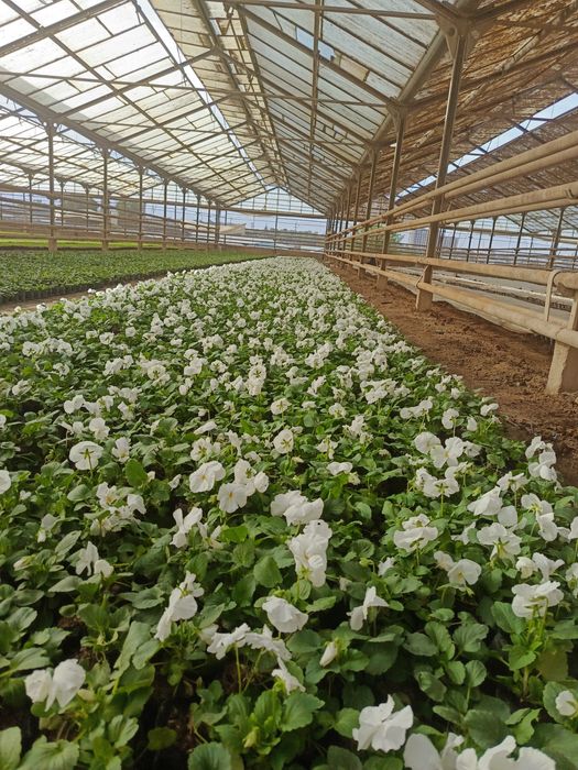 Viola gullari bor