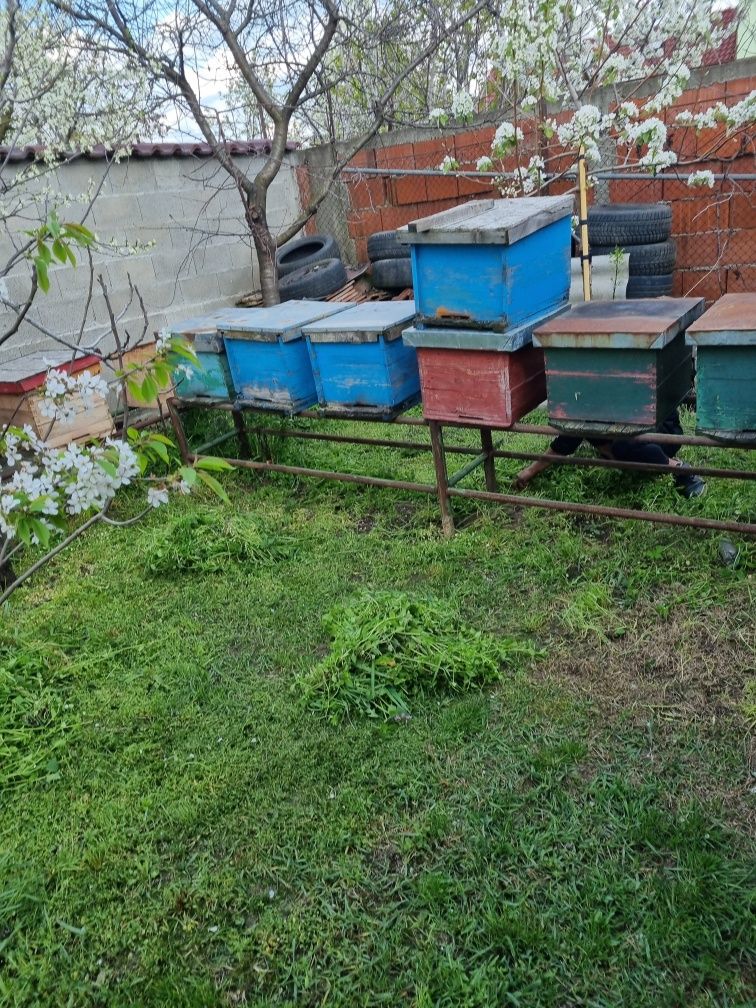 Vind lăzi de stupi 50 lei buc și suport din fer