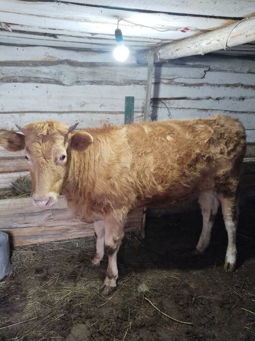 Продам телку полтора года