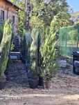 Vând tuia leylandii chiparos la oferta asiguram transport și plantare