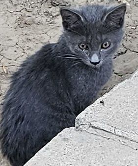 Котята бесплатно