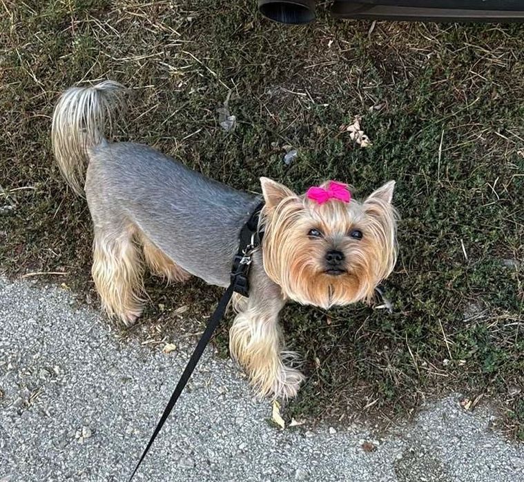 Сладки йоркита снимани с мама и тати