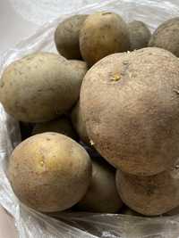 Продам картошку домашнюю 1 кг 80 тг