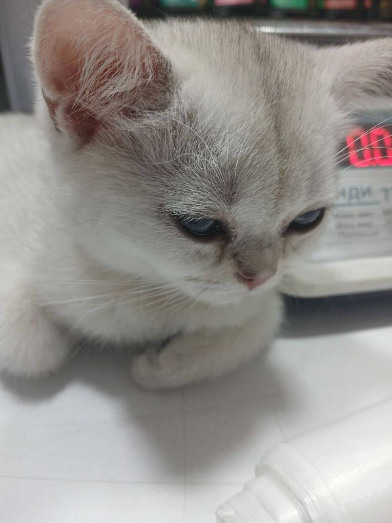 Котята в хорошие, добрые руки.