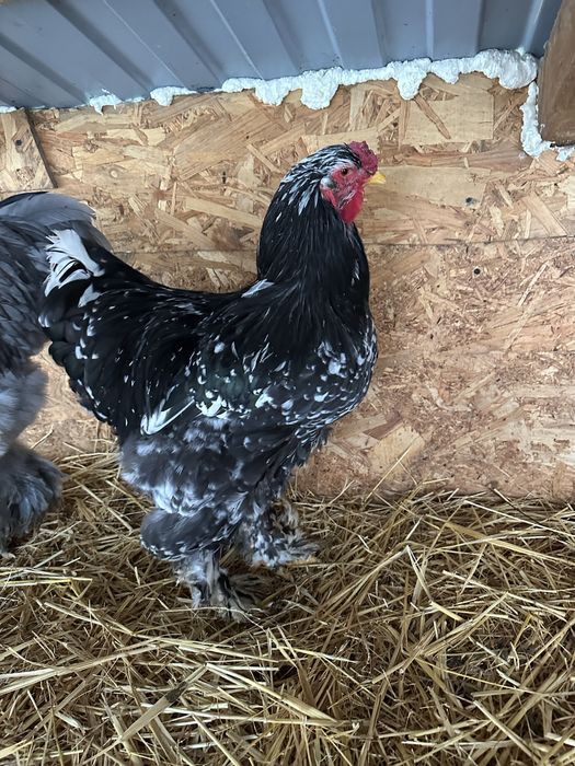 Cocosi brahma bobat si negru