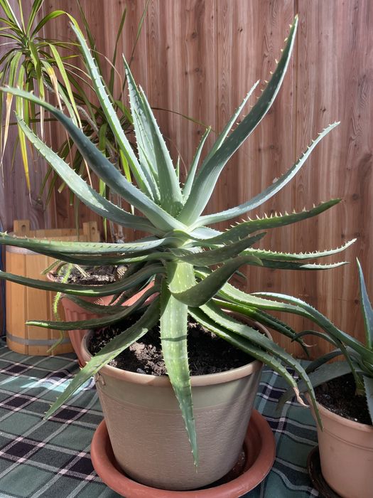 Продам алоэ вера лечебный