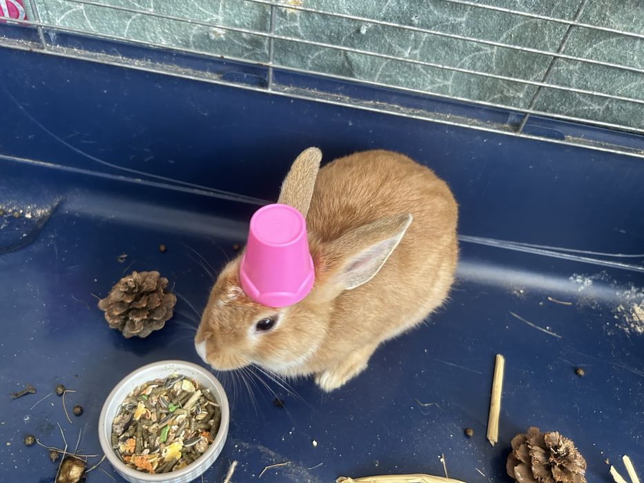 Vand URGENT ieupuras baietel de 8 luni