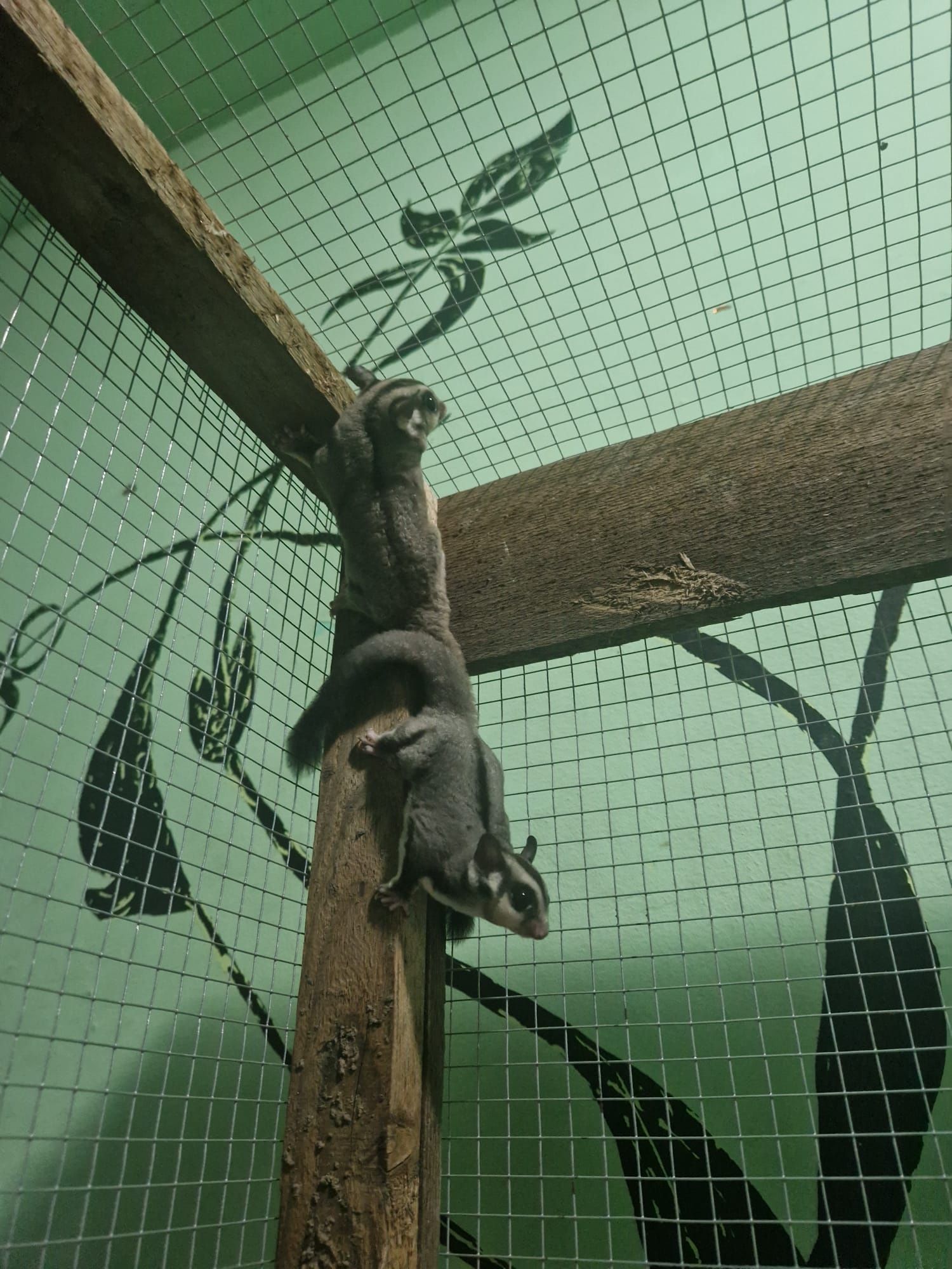 Sugar glider (veverița zburătoare, planor de zahar)