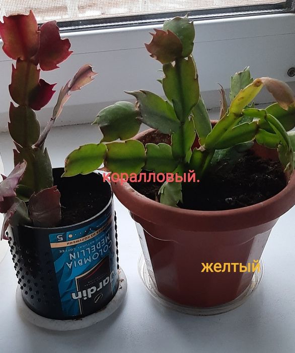 Комнатные цветы шлюмбергеры