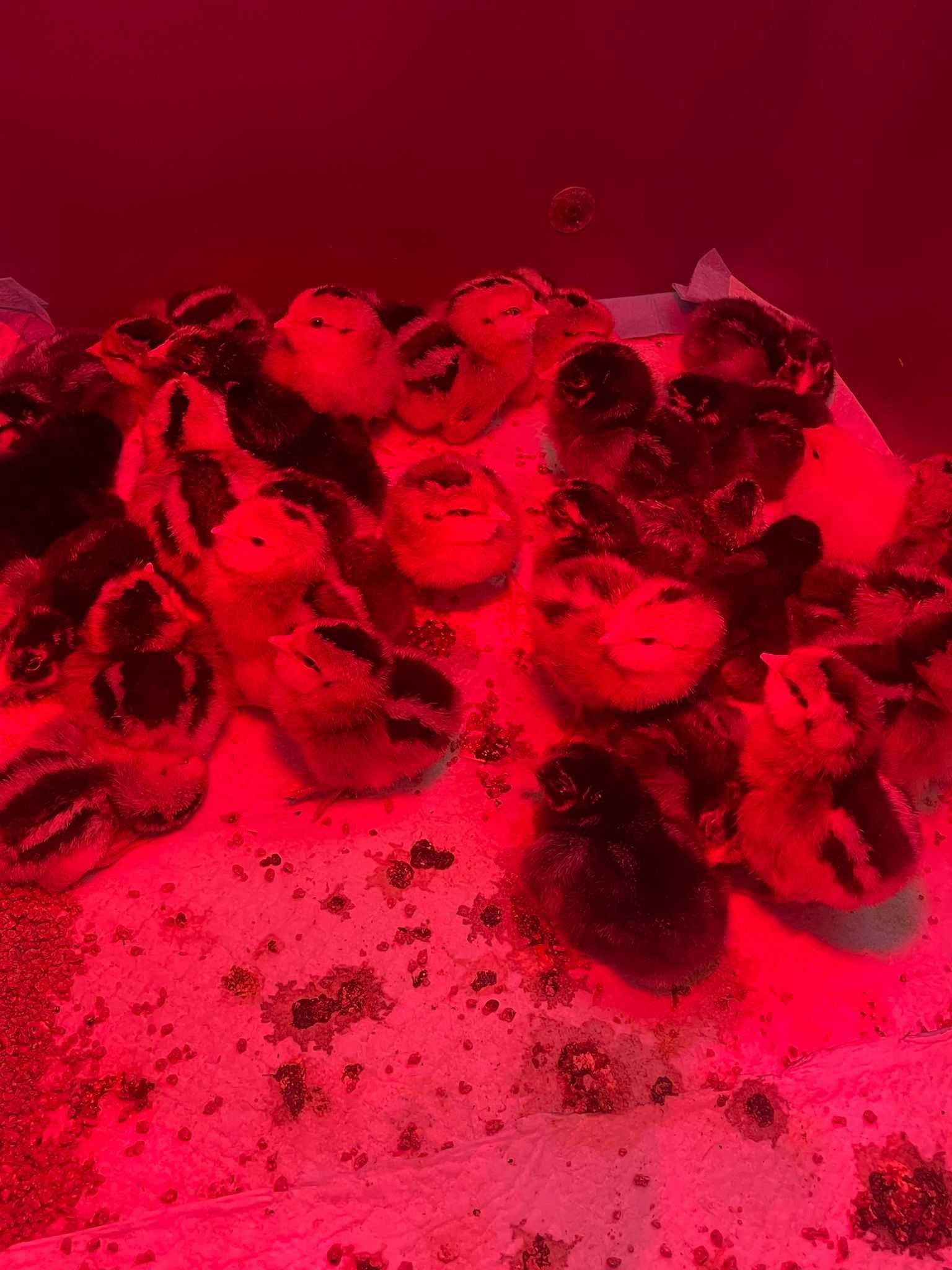 Pui Araucana (oua verzi)   si Wyandotte