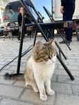 Кошечка отдам в добрые руки