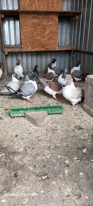 Strașeri talie mare ,diferite culori .