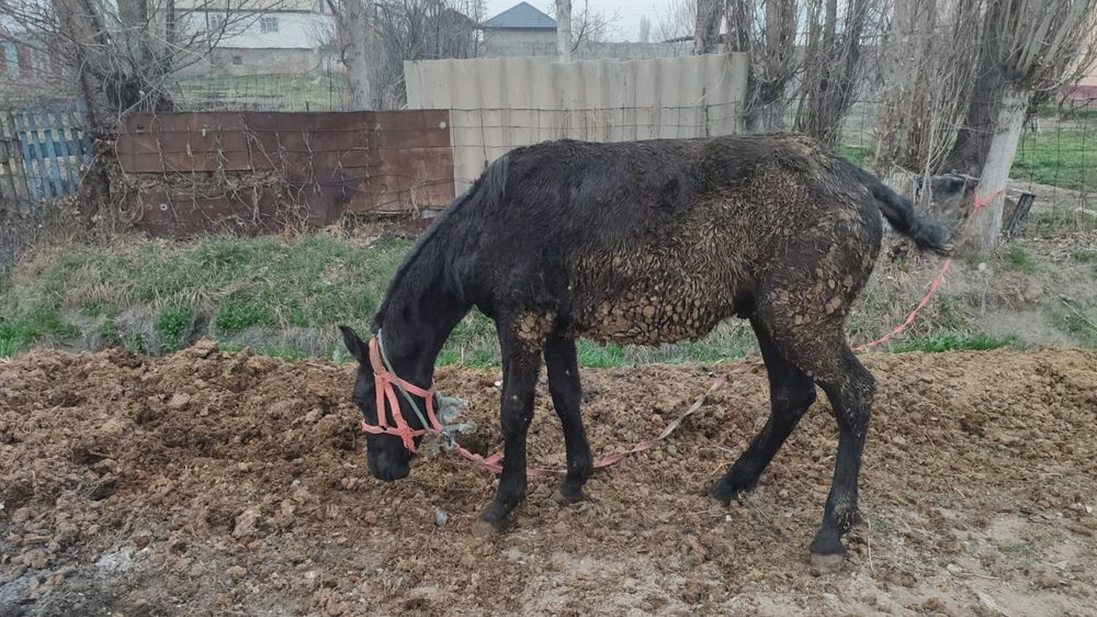Жабагыдан тайга откен дены сау семыз.