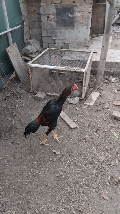 Dakan xoroz sotiladi