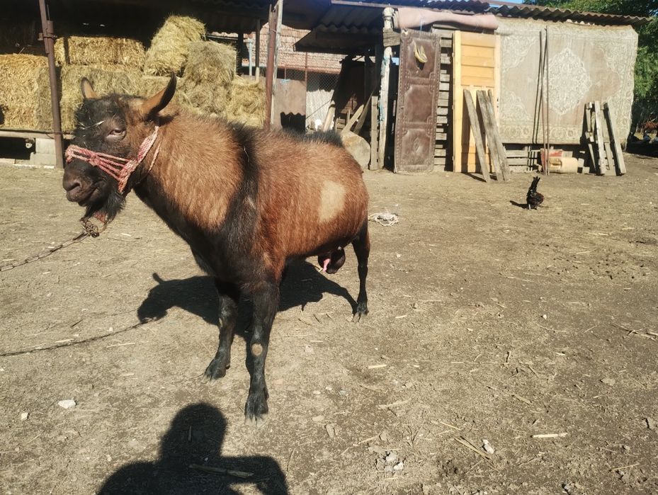 Vând/ schimb țap alpin